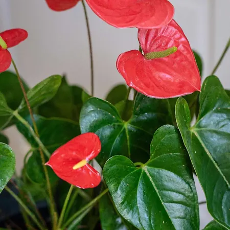 Le Rochelois Casa vacanze